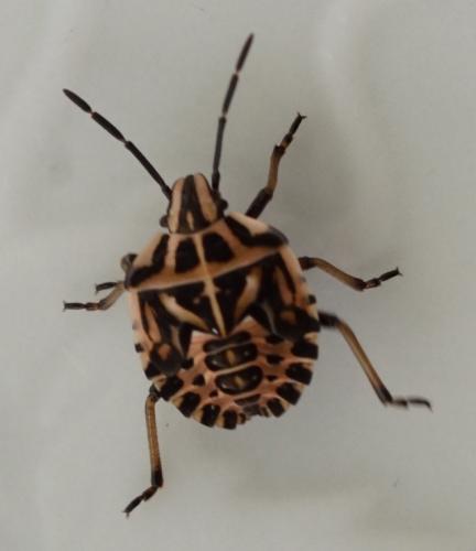 Réf. 190 942 : Codophila varia